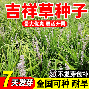 吉祥草种子耐寒耐旱易成活花卉庭院阳台盆栽室内紫衣草观音草