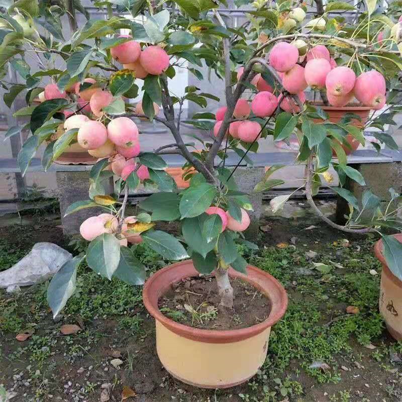 正宗矮化盆栽苹果树苗红肉苹果鸡心果当年结果特大嫁接盆景苹果树