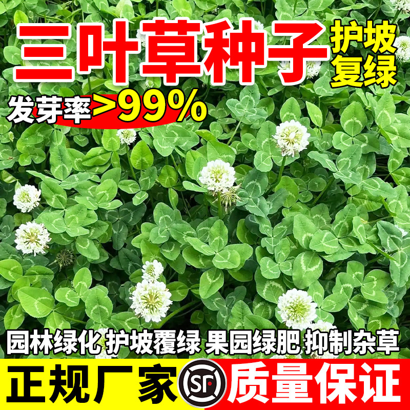 三叶草草籽花种子四季常青小区景区绿化工程生态复绿草籽植物包邮