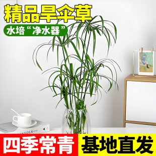 水生花卉旱伞草种子四季常青盆栽种子水生植物水竹籽水棕竹风车草