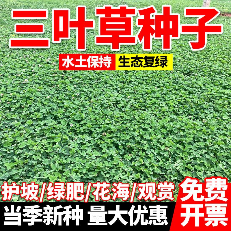 三叶草草籽花种子四季常青公园景区绿化工程生态复绿草籽植物包邮