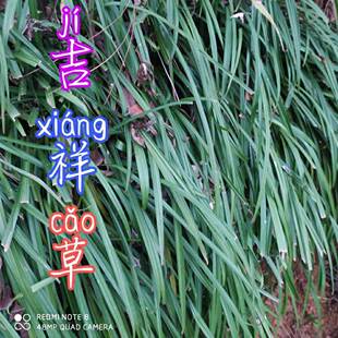 吉祥草种子野生玉带草 观音草 小叶万年青中草药多年生地被植物籽