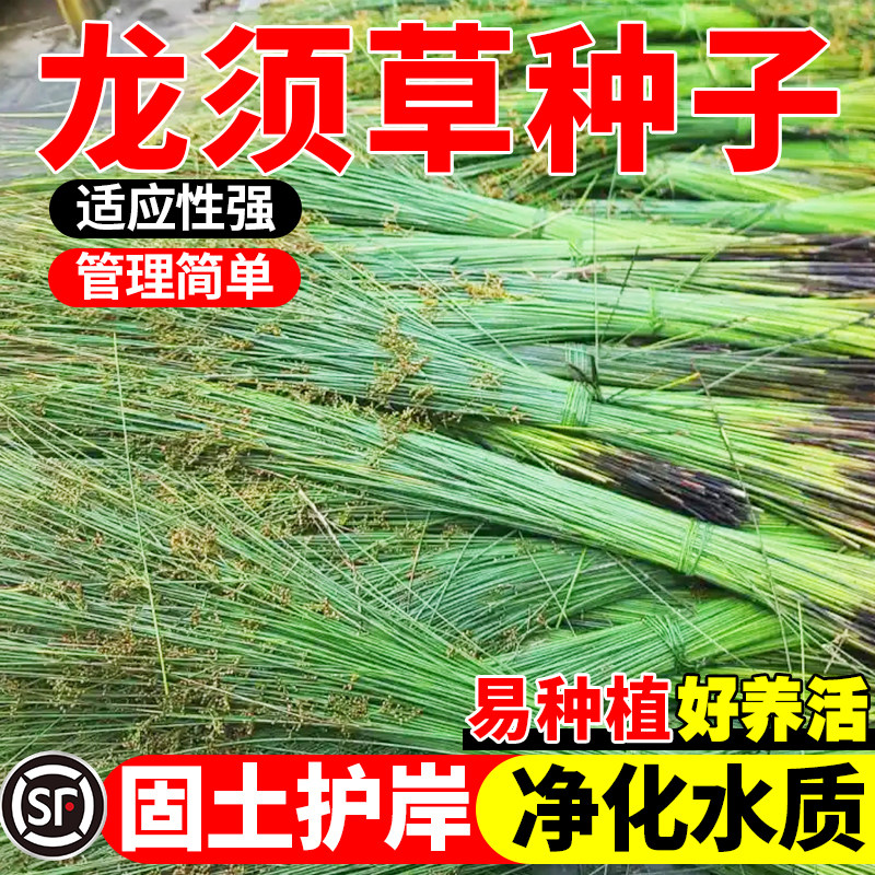 鲜相来灯芯草龙须草种子图片