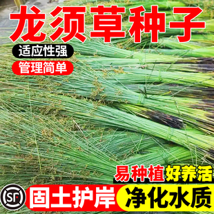 灯芯草种子水灯心野席草龙须草种子草籽龙须花草种子草花籽