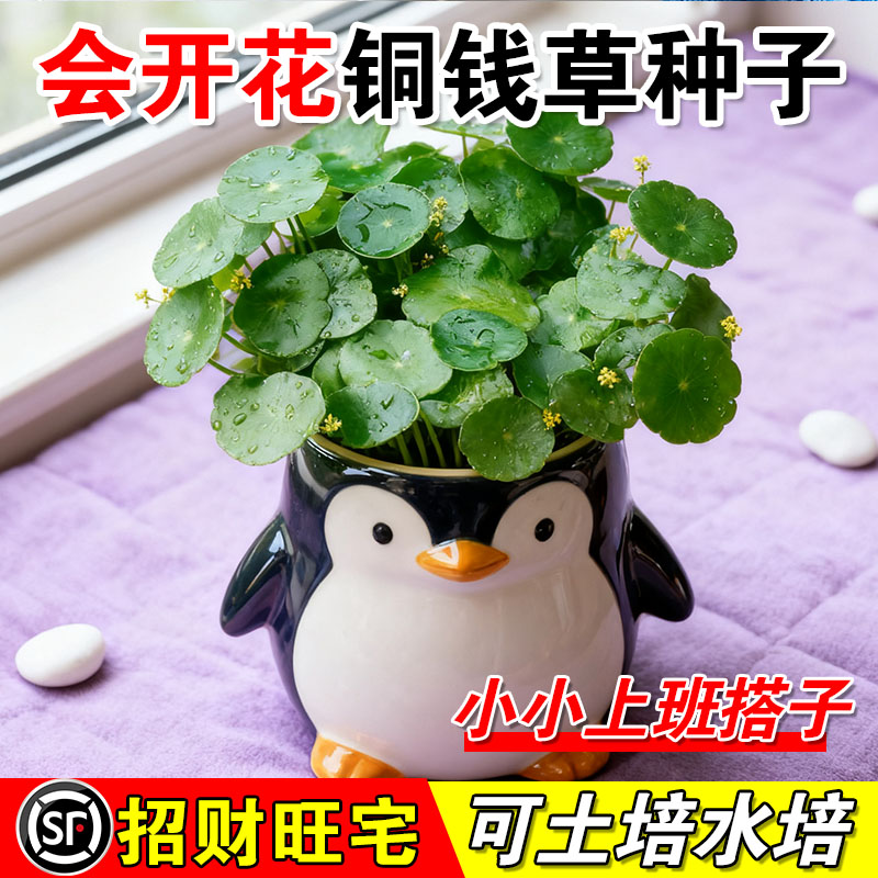 会开花铜钱草种子水培土培