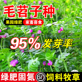 毛苕子种毛苕子牧草果园绿肥种籽高产箭舌野豌豆多年生草籽