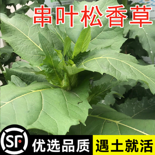 精装串叶松香草种子 多年生猪牛羊鹅畜禽牧草籽 香槟菊花草