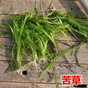 鱼塘水草种子苦草水花生伊乐藻轮叶黑藻种子小龙虾鱼蟹养殖水草籽