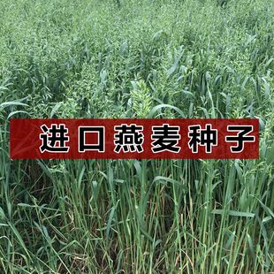 燕麦种子 进口牧草 鱼陆龟荷兰猪兔子饲料 草籽种植绿肥 包邮