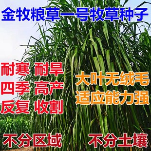 金牧粮草1号牧草种子多年生优质高产牧草养殖猪牛羊鸡鸭鹅兔鱼草
