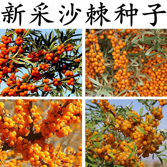 水果药材种子 沙棘种子 带刺植物 沙枣醋柳黄酸刺酸刺 沙棘树种籽