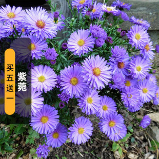 紫菀种子100粒高山青苑返魂草籽多年生庭院室外盆栽春秋播秋开花