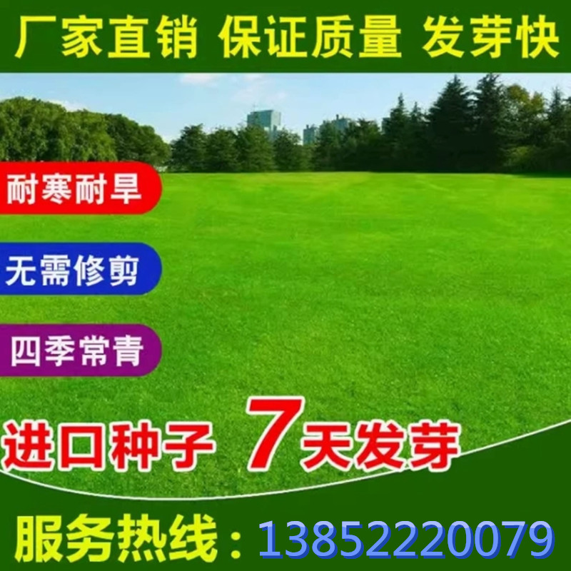 四季常青免修剪马尼拉护坡耐旱绿化草坪种子草皮黑麦草种