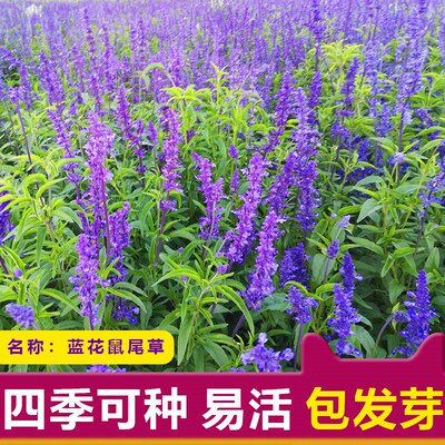 鼠尾草花种园林一串庭院花