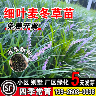 细叶麦冬草四季常青玉龙草耐寒矮麦冬草种籽细叶麦冬庭院绿化种子