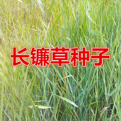 长镰草种子籽响铃草籽坟地墓地用草坪草籽 四季青草籽 坟头草茅草