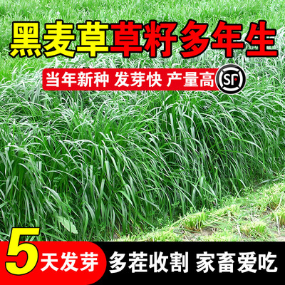 黑麦草草籽多年生种籽