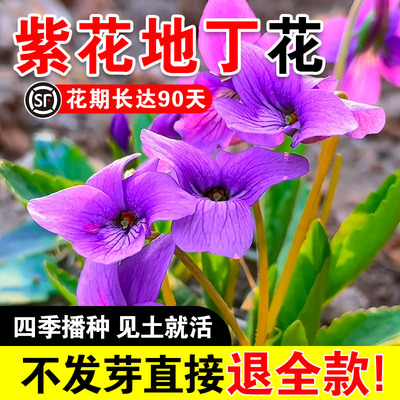 紫花地丁花耐寒被耐阴多年生花种