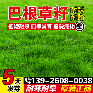 巴根草籽耐热耐旱耐践踏四季常青护坡固土绿化草籽草坪种子