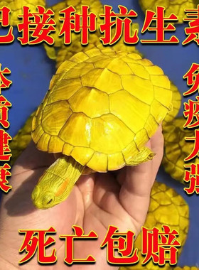 招财金钱龟黄金龟宠物龟变异白化巴西龟深水龟鱼缸混养小乌龟活物