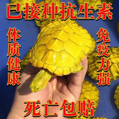 家养招财龟黄金龟金钱龟白化巴西
