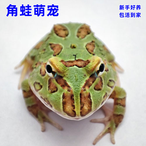 角蛙活体宠物黄金绿草莓钟角蛙等