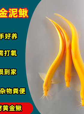 观赏鱼苗黄金泥鳅小金龙泥鳅活体冷淡水清洁鱼练手鱼清缸鱼清道夫