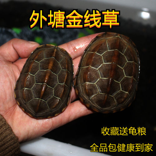 苏北金线草龟新手龟宠物龟好养龟