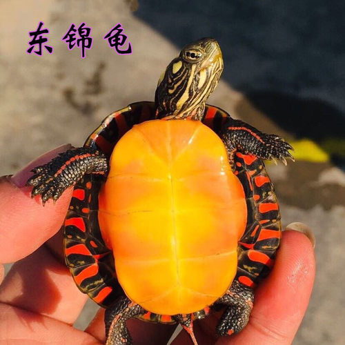 东锦龟苗红腹西锦龟深水龟鱼缸混养小乌龟活物东部锦龟南锦宠物龟