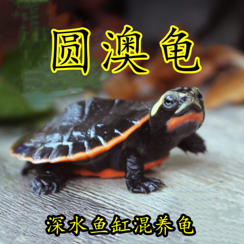 深水龟红腹圆澳龟热带圆澳侧劲龟