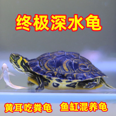 深水龟鱼缸混养黄头吃粪龟小海龟