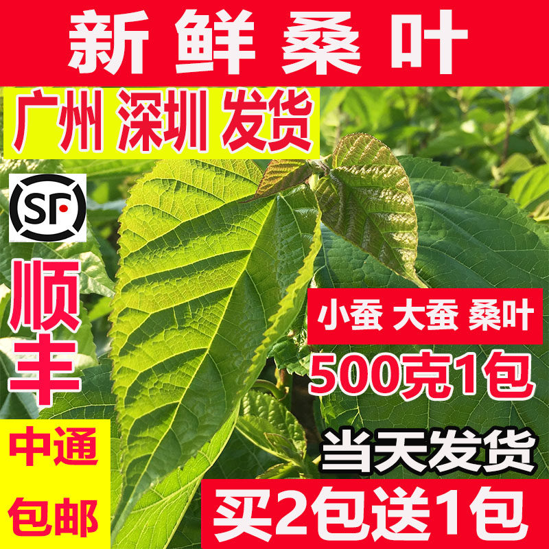 新鲜桑叶学生蚕宝宝套装饲料春蚕卵小蚕虫嫩桑叶现摘桑叶新鲜