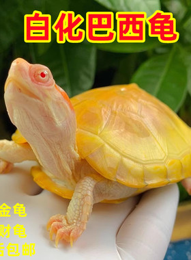 变异白化巴西龟焦糖果冻黄金龟深水龟鱼缸混养罕见乌龟活物招财龟