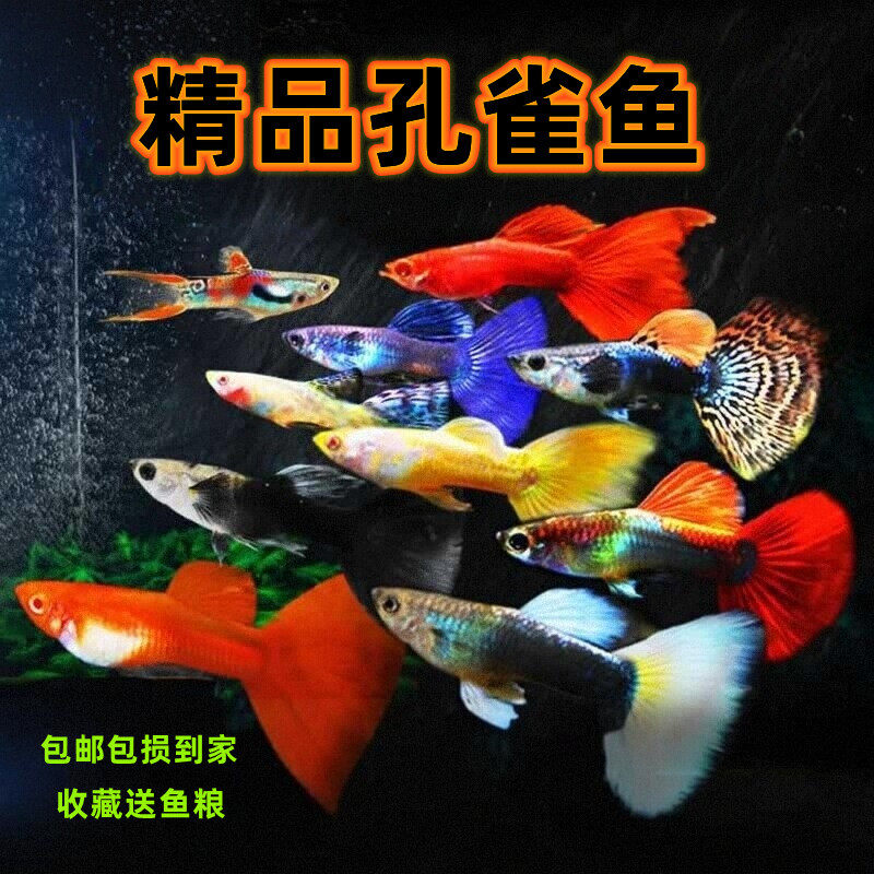 孔雀热带观赏鱼苗淡水冷水小型小鱼好养耐活耐养金鱼凤尾斑马活鱼,宠物/宠物食品及用品,鱼,淘宝优惠券,粉丝福利购,淘宝优惠卷