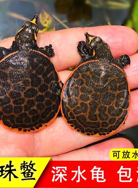 美国珍珠鳖活体乌龟活物观赏鳖甲鱼苗清道夫吃鱼屎深水龟鱼缸混养