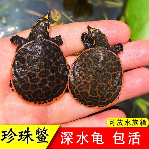 美国珍珠鳖活体乌龟活物观赏鳖甲鱼苗清道夫吃鱼屎深水龟鱼缸混养