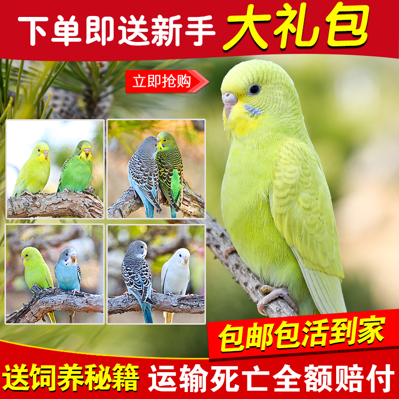 鹦鹉活鸟物中小型笼会说话