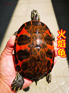 宽纹火焰龟红腹火焰龟苗吃菜龟深水鱼缸混养吃粪宠物乌龟