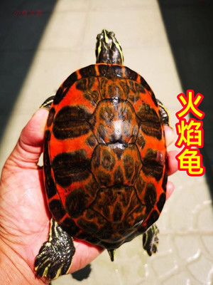 火焰龟宽纹深水龟鱼缸混养龟