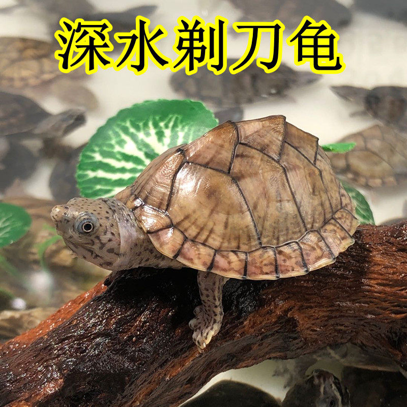 剃刀龟麝香龟活物深水鱼缸混养乌龟活物迷你麝香蛋龟种公刀下蛋龟,宠物/宠物食品及用品,龟/鳖,淘宝优惠券,粉丝福利购,淘宝优惠卷