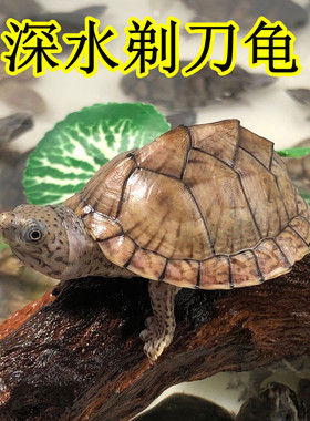 剃刀龟麝香龟活物深水鱼缸混养乌龟活物迷你麝香蛋龟种公刀下蛋龟