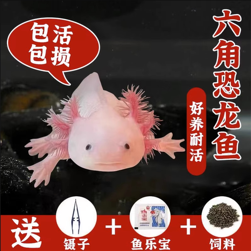 冷水鱼观赏鱼六角恐龙鱼包活蝾螈