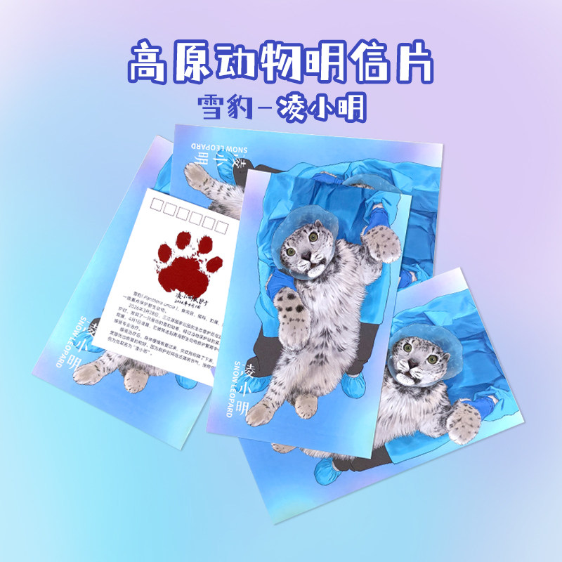 凌小明雪豹高原动物园明信片西宁野生动物园生态文创图片
