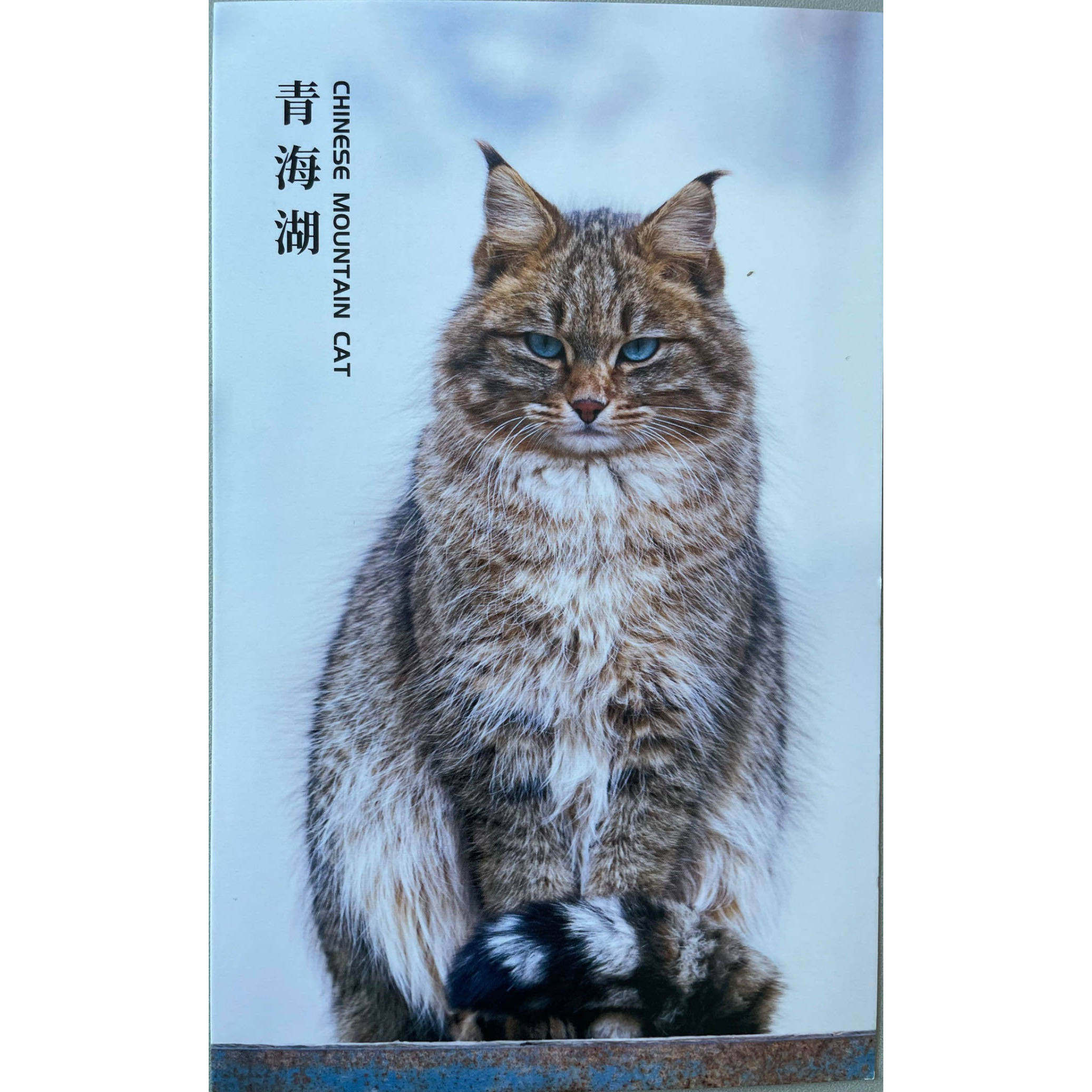 明信片荒漠猫-西宁野生动物园动物明星荒漠猫明信片卡片图片