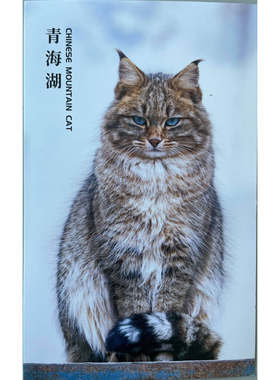 明信片荒漠猫-西宁野生动物园动物明星荒漠猫明信片卡片