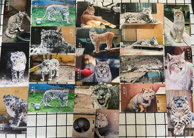 西宁野生动物园动物明星雪豹猞猁明信片卡片（5）