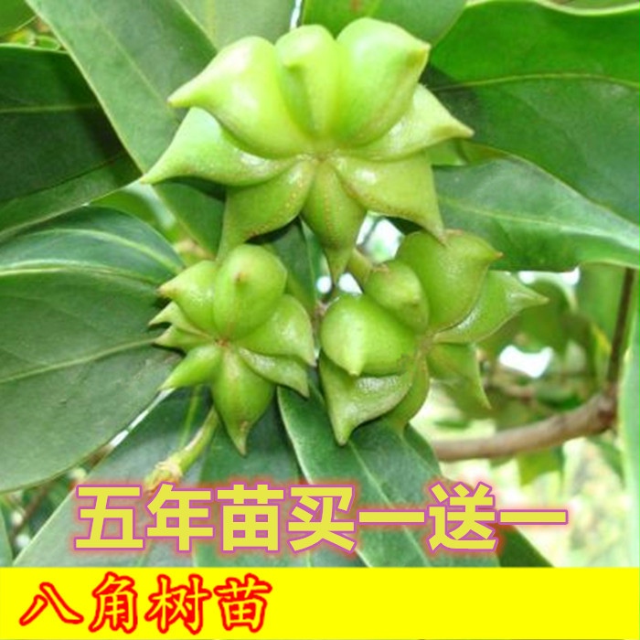 食用大料八角苗八角大料树 苗重庆八角树苗大茴香大料庭院四季种