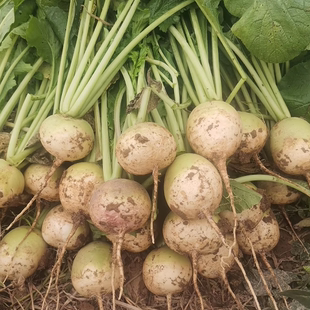 湖北随州广水土特产时令蔬菜半头青萝卜应季新鲜蔬菜现扯现发
