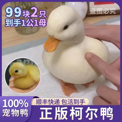 这家是正宗的宠物鸭8000+