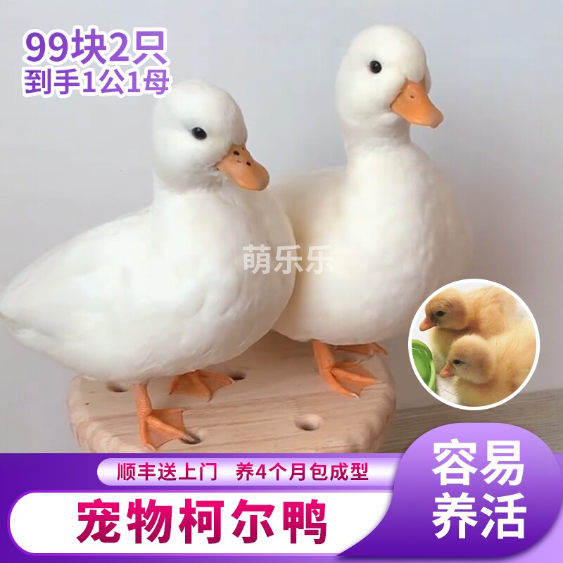 柯尔鸭活宠物柯尔鸭纯种正宗可达鸭活苗小黄鸭子活的科尔鸭小幼苗